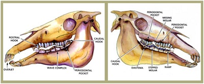 Equine skull